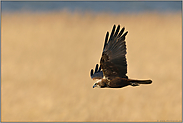 über'm Ried... Rohrweihe * Circus aeruginosus*, WEibchen im Flug