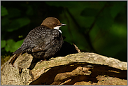 an ihrem Ruheplatz... Wasseramsel *Cinclus cinclus* bei der Mittagspause