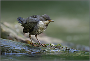 erste Schritte ins Leben... Wasseramsel *Cinclus cinclus*, gerade eben flügger Jungvogel