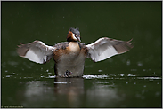 gut behütet... Haubentaucher *Podiceps cristatus*, Altvogel mit Jungvogel