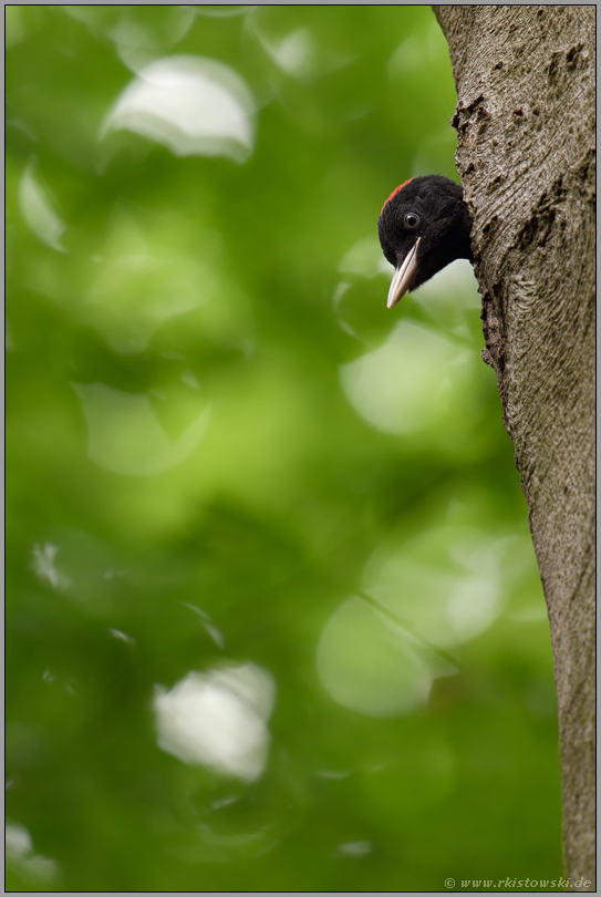 vorwitzig... Schwarzspecht *Dryocopus martius*, Jungvogel schaut unter dem Dach der Buchen aus seiner Bruthöhle