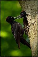 aus der Bruthöhle locken... Schwarzspecht *Dryocopus martius* füttert Jungvogel