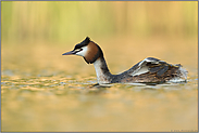 Lappentaucher... Haubentaucher *Podiceps cristatus* im schönsten Licht