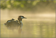 Frühling... Haubentaucher *Podiceps cristatus* mit Jungvögeln auf dem Rücken