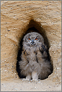 im Eingang der Bruthöhle... Europäischer Uhu *Bubo bubo*, Jungvogel