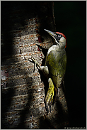 im Lichtspot... Grünspecht *Picus viridis* im Wald