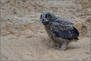 zu Fuß unterwegs... Europäischer Uhu *Bubo bubo*, Jungvogel im Ästlingsstadium