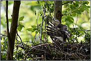 mit Sorgfalt... Sperber *Accipiter nisus* bei der Gefiederpflege
