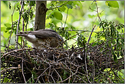 Ausbesserungsarbeiten... Sperber *Accipiter nisus*, Sperberweibchen baut am Nest