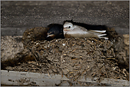 normalgefärbt und leuzistisch... Rauchschwalbe *Hirundo rustica*, Nestlinge