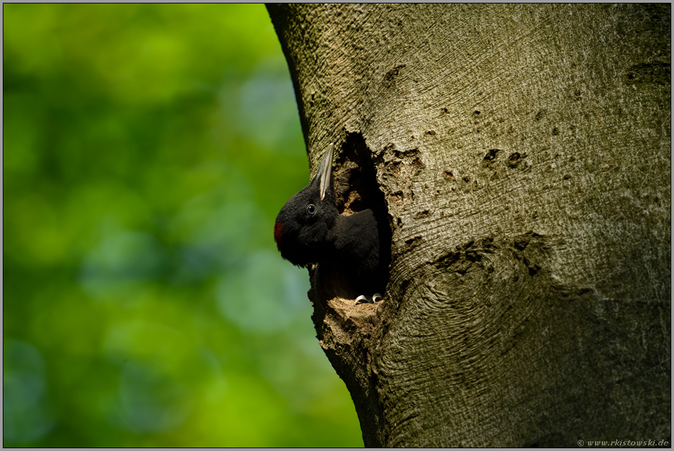 Neugierde... Schwarzspecht *Dryocopus martius*, weiblicher Jungvogel in der Bruthöhle