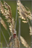 im Gegenlicht... Karmingimpel *Carpodacus erythrinus *