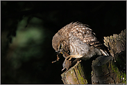 aus die Maus... Steinkauz *Athene noctua* beim Verspeisen eines Beutetieres