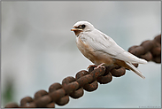 ausgeflogen... Rauchschwalbe *Hirundo rustica*, leuzistisches Exemplar, weiße Rauchschwalbe