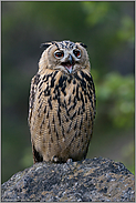 rufend... Europäischer Uhu *Bubo bubo*, Jungvogel mit weit geöffneten Pupillen