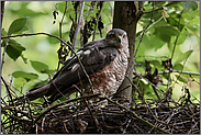 aufmerksame Beobachterin... Sperberweibchen *Accipiter nisus*