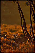 im Gegenlicht des Sonnenuntergangs... Reh *Capreolus capreolus*, Rehbock mit einer Fehlbildung der Geweihstangen