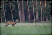 Mitte August... Rothirsch  *Cervus elaphus *, Nachwuchshirsch auf der Wildwiese