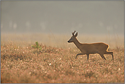 stolzer Sechser... Reh *Capreolus capreolus*, Heidebock im sanften Gegenlicht