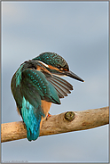 Gefiederpflege... Eisvogel *Alcedo atthis*, Jungvogel juckt sich unter dem Flügel