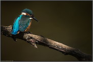 Licht und Schatten... Eisvogel *Alcedo atthis*, Jungvogel bei der Jagd