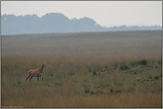 allein unterwegs... Hirschkuh *Cervus elaphus*, Rottier in weiter Offenlandschaft