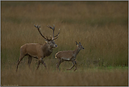 im September... Rothirsch *Cervus elaphus*, Rothirsch treibt eine Hirschkuh