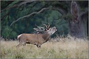 unter mächtigen alten Eichen... Rotwildbrunft *Cervus elaphus *, röhrender Hirsch