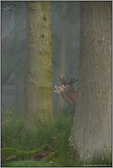 zwischen hohen Bäumen... Rothirsch *Cervus elaphus* röhrt im Wald