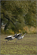 mit Anlauf.. Grauer Kranich *Grus grus*, zwei Kraniche starten von einem Acker