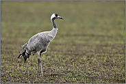 Graukranich... Grauer Kranich *Grus grus*, größter bei uns heimischer Vogel