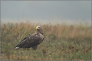 bei nebeligem Wetter... Seeadler *Haliaeetus albicilla* schaut sich am Boden sitzend um, sichert