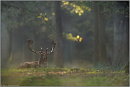 ruhend... Damhirsch *Dama dama* im Wald, in stimmungsvollem Licht