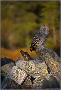 zum Sonnenaufgang... Habichtskauz *Strix uralensis*, direkter Blick