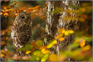 im Herbstwald... Habichtskauz *Strix uralensis* im Baum sitzend