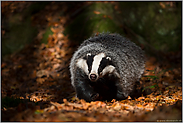 im Lichtspot... Europäischer Dachs *Meles meles* läuft im Wald durch Herbstlaub, frontale Aufnahme