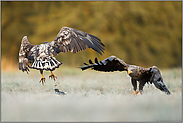 Zwist... Seeadler *Haliaeetus albicilla*, Alt- und Jungvogel streiten sich