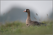 am Niederrhein... Blässgans *Anser albifrons*