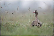 vorsichtig... Blässgans *Anser albifrons* auf einer Wiese am Niederrhein