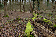 ursprünglicher Laubmischwald... Hambacher Forst *Nordrhein-Westfalen*, Totholz am Boden