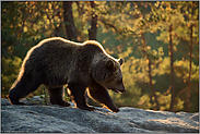 auf den Felsen... Europäischer Braunbär *Ursus arctos* im Gegenlicht