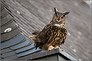 auf dem Dachsims... Europäischer Uhu *Bubo bubo*, Auge in Auge