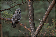 wehrhaft... Bartkauz *Strix nebulosa* sitzt im Baum