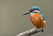 obendrauf... Eisvogel *Alcedo atthis* auf seiner bevorzugten Sitzwarte