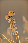 missmutig... Bartmeise *Panurus biarmicus*, Bartmeisenhahn auf Schilfrispe