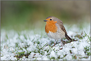 in nassem Schnee... Rotkehlchen *Erithacus rubecula* bei einem Wintereinbruch