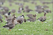 einer wacht... Blässgänse *Anser albifrons* rasten und äsen auf einem Feld am Niederrhein