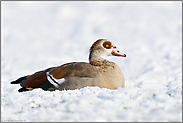 ruhend im Schnee... Nilgans *Alopochen aegyptiacus* im Winter