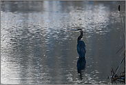 Great Blue Heron...  Kanadareiher *Ardea herodias* steht in knietiefem Wasser