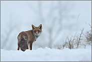 im tiefen Winter... Rotfuchs *Vulpes vulpes* im Schnee